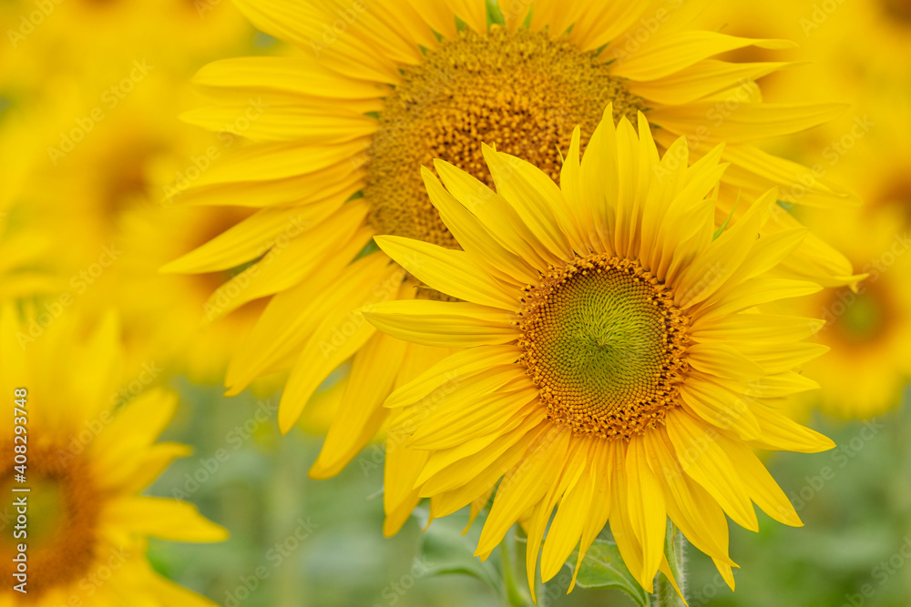 campo de girasoles, Helianthus annuus, santa María de Huerta, Soria, comunidad autónoma de Castilla y León, Spain, Europe campo de girasoles, Helianthus annuus, santa María de Huerta, Soria, comunidad autónoma de Castilla y León, Spain, Europe