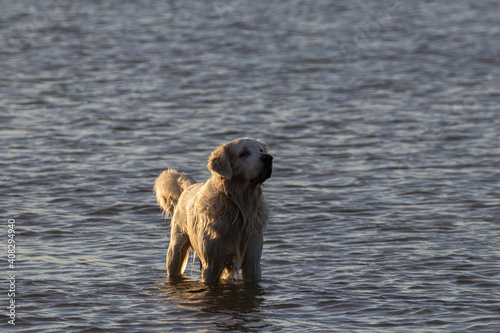 golden retriever playing in the water