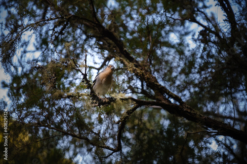 Tiny bird perched in a branch