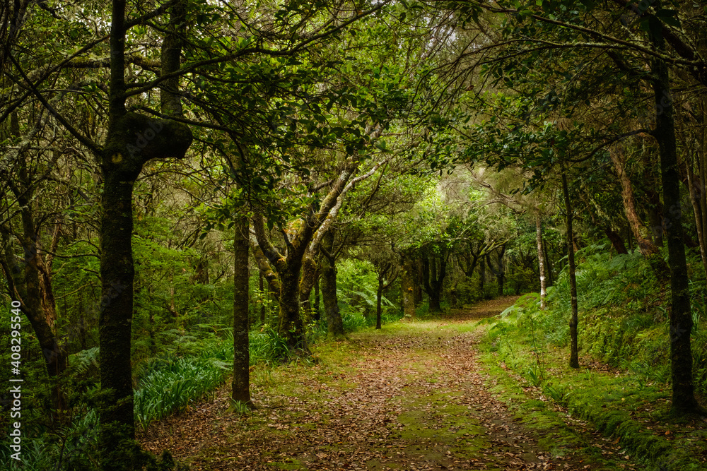 trek path in the woods