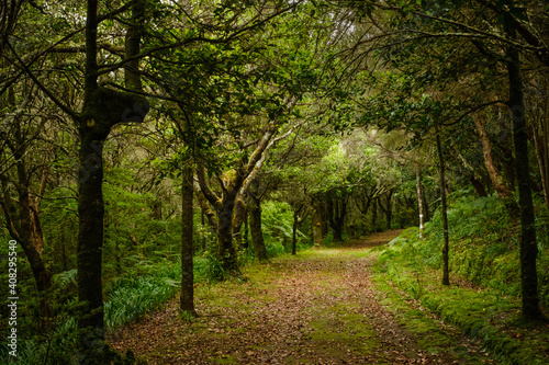 trek path in the woods