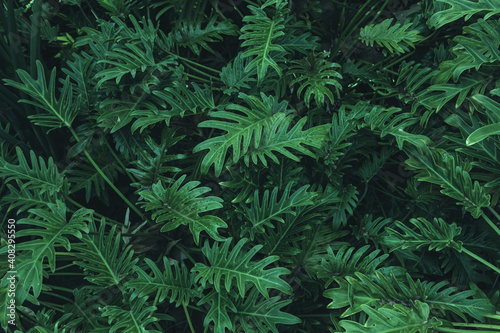 Fototapeta Naklejka Na Ścianę i Meble -  Tropical Fern Bushes. Nature background.