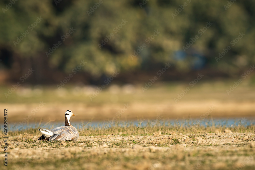 bar-headed or bar headed goose basking in sun in an open field or grassland during winter migration at forest of cental india - anser indicus bar-headed or bar headed goose basking in sun in an open field or grassland during winter migration at forest of cental india - anser indicus