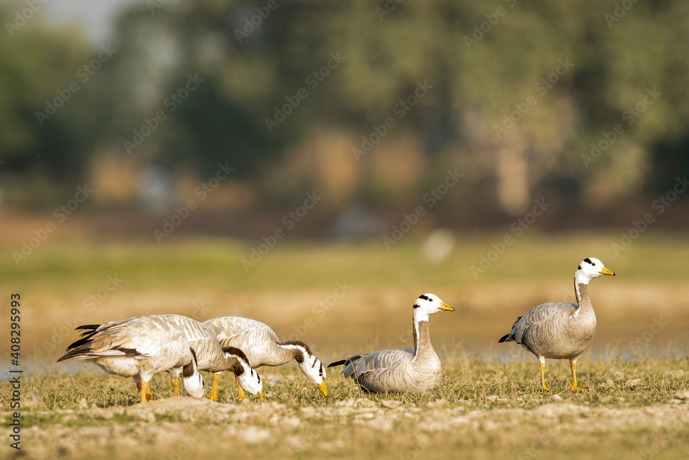 bar-headed or bar headed goose family or flock in an open field or grassland during winter migration at forest of cental india - anser indicus bar-headed or bar headed goose family or flock in an open field or grassland during winter migration at forest of cental india - anser indicus