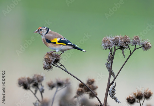 The European goldfinch or simply the goldfinch (Carduelis carduelis), is a small passerine bird in the finch family.