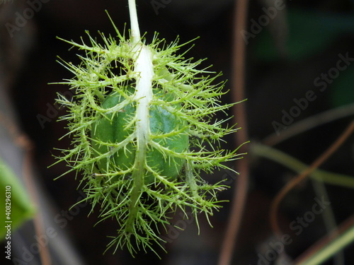 Fruit of Fetid passion flower (Passiflora foetida) or Scarletfruit passionflower,wild water lemon, Stinking Passion flower growing up in the forest. photo