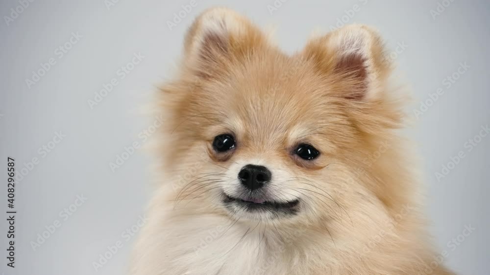 Portrait of a dwarf Pomeranian with expressive beady eyes. A pet poses in the studio on a gray background, close up of the muzzle of a pensive dog who smiles slightly. Slow motion. Portrait of a dwarf Pomeranian with expressive beady eyes. A pet poses in the studio on a gray background, close up of the muzzle of a pensive dog who smiles slightly. Slow motion.