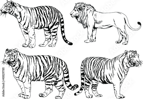 vector drawings sketches different predator   tigers lions cheetahs and leopards are drawn in ink by hand   objects with no background