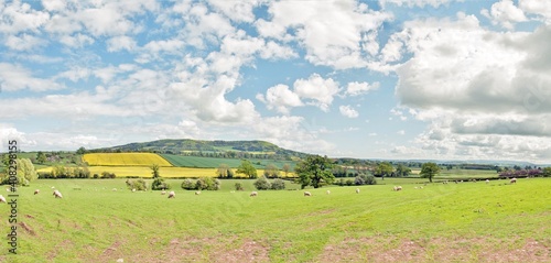 Sheep grazing in the countryside of England