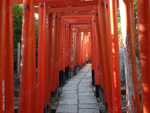 Photography The approach to the shrine with red Senbon Torii at Nezu Shrine (Tokyo)