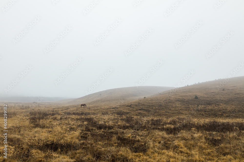 Horses on a misty meadow
