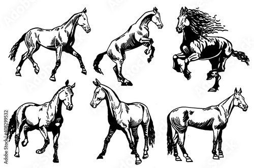 Vector set of horses isolated on white background graphical illustration