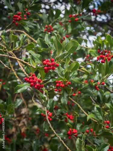 Rote Früchte der Gewöhnliche Stechpalme (Ilex aquifolium) an mehreren Zweigen der immergrünen Pflanze.