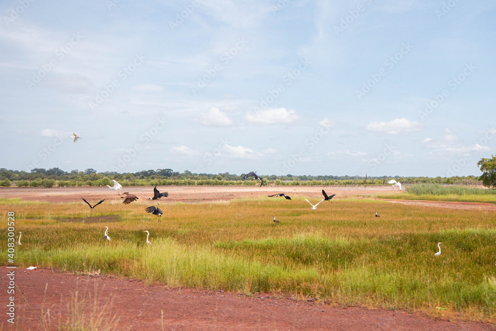 Safari por áfrica. Turismo de mar, selva y pueblos. Paisajes de Kenia, Senegal, Gambia y Etiopía Safari por áfrica. Turismo de mar, selva y pueblos. Paisajes de Kenia, Senegal, Gambia y Etiopía