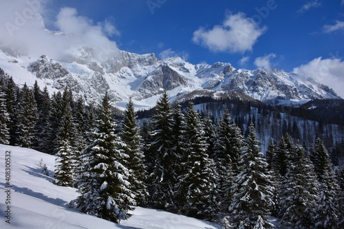 snow covered mountains and coniferous forest