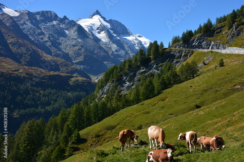 Cows on grass below Grossglockner peak covered with snow