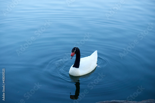 Fototapeta Naklejka Na Ścianę i Meble -  Black-necked swan on the water. Single bird swimming on the lake.
