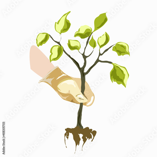 A gloved human hand holds a tree sapling