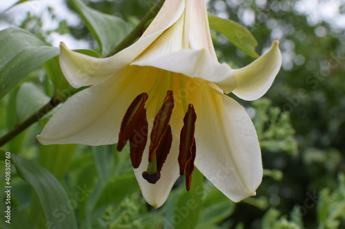 Lilienblüte photo