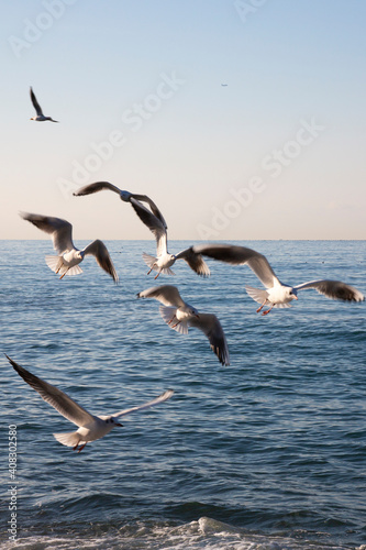 gulls fly over the sea at dawn. White birds on the background of the sea and sky