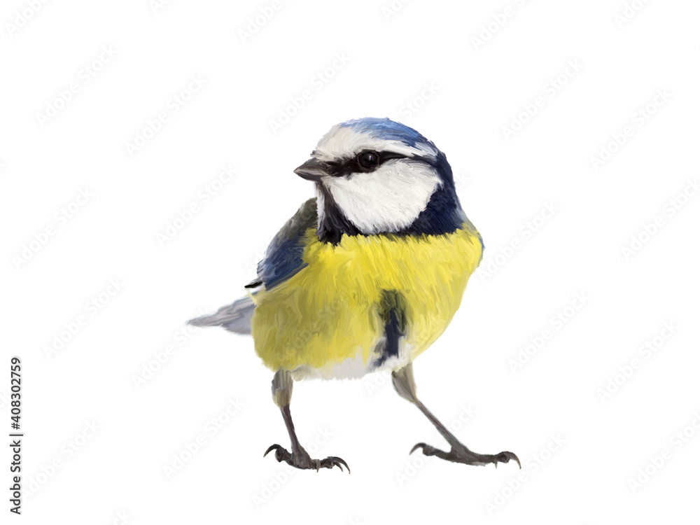 Blue tit bird made as oil painting and isolated on white background Blue tit bird made as oil painting and isolated on white background