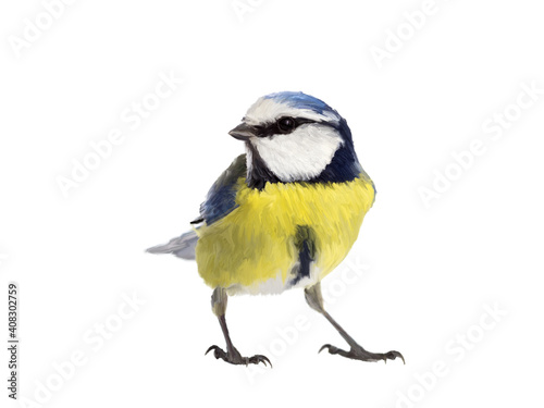 Blue tit bird made as oil painting and isolated on white background 