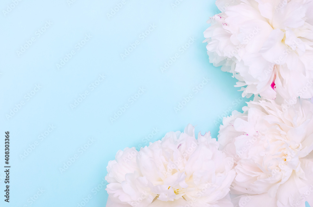 Greeting card background, white peonies on blue background with copy space with selective focus