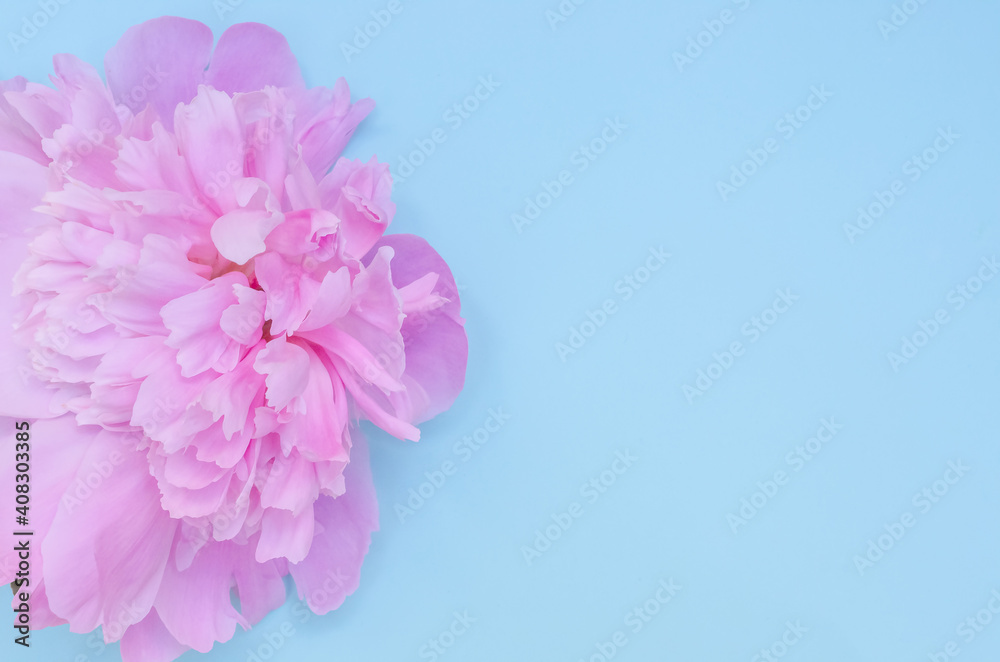 Greeting card background, flowers of pink peonies on a blue background with  copy space with selective focus Stock Photo | Adobe Stock