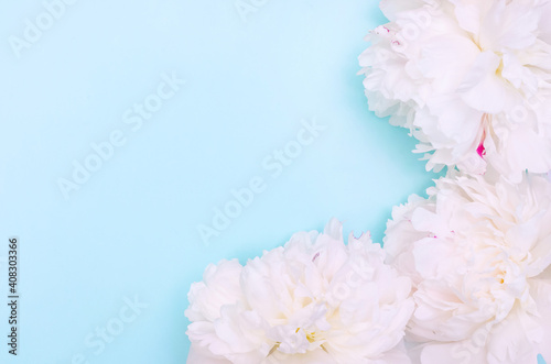 Fototapeta Naklejka Na Ścianę i Meble -  Greeting card background, white peonies on blue background with copy space with selective focus