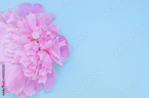 Greeting card background  flowers of pink peonies on a blue background with copy space with selective focus