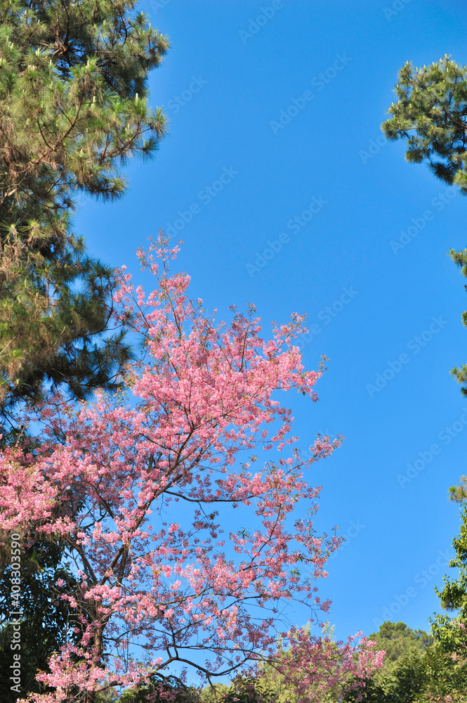Prunus cerasoides in selective focus point