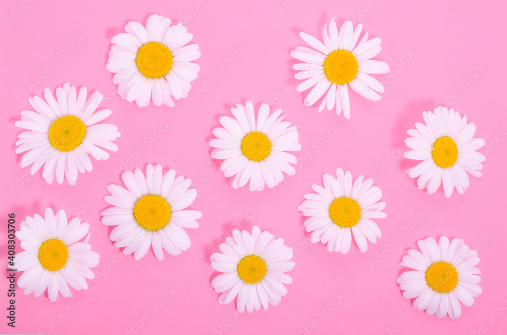 Pattern of chamomile flowers on a pink background Pattern of chamomile flowers on a pink background