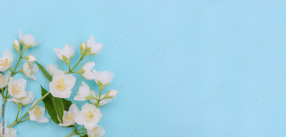 Greeting card banner background, jasmine flowers on blue background with copy space with selective focus