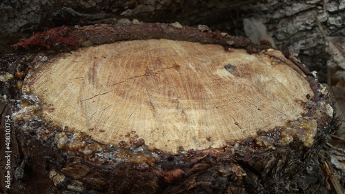 Cut tree trunk - 01