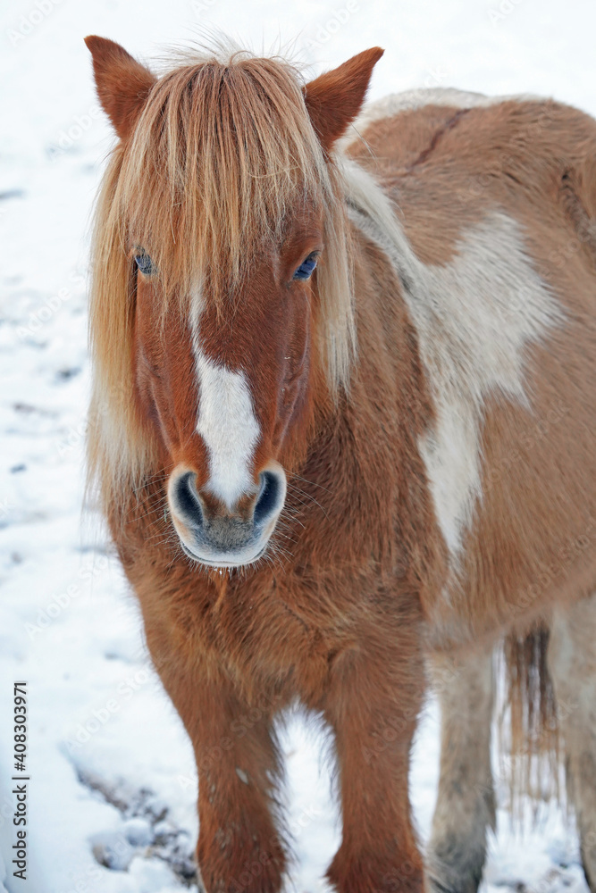 Obraz premium Islandpony im Schnee