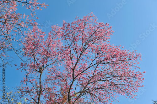 Prunus cerasoides in selective focus point