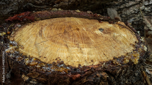 tree trunk texture