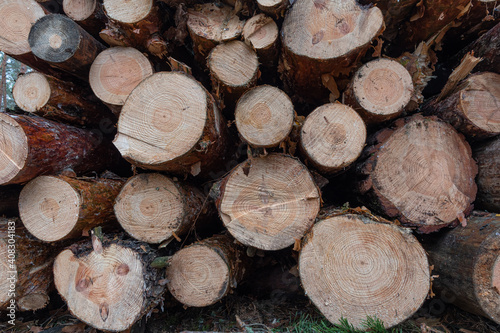 harvesting firewood in the forest