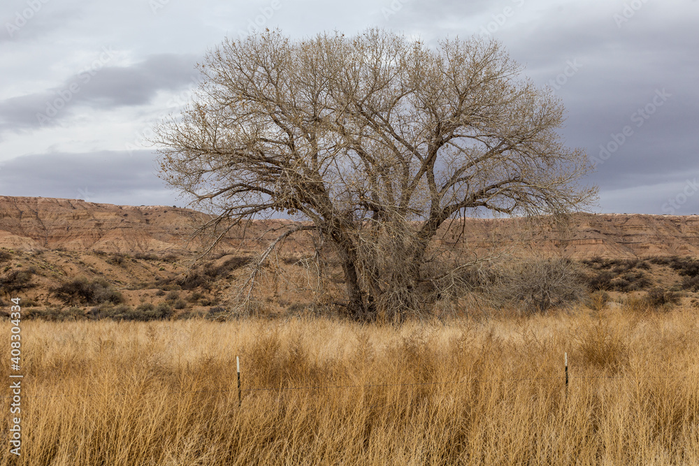 Large barren tree in yellow grass field in open desert range on cloudy day in rural New Mexico Large barren tree in yellow grass field in open desert range on cloudy day in rural New Mexico