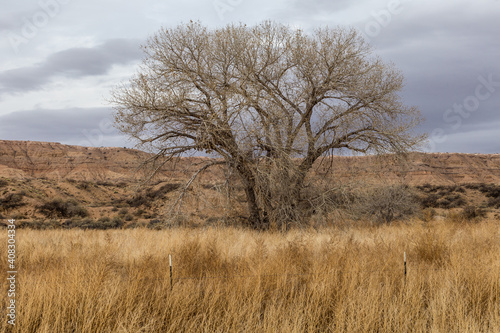 Large barren tree in yellow grass field in open desert range on cloudy day in rural New Mexico