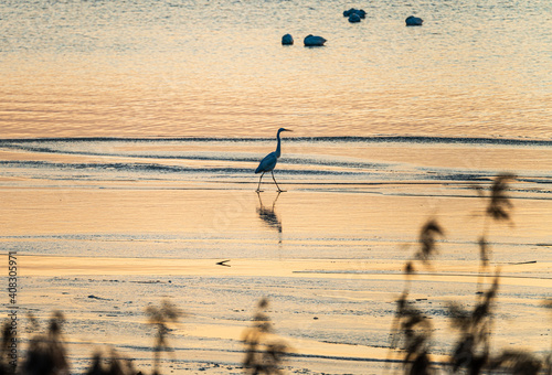 D, Bodensee, Naturschutzgebiet Eriskircher Ried, Silberreiher beim Fischen am Ufer im Abendlicht photo