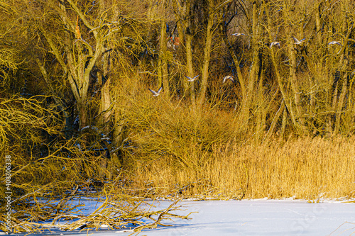 Wildgänse Im Naturschutzgebiet Seeholz am Ammersee vor Schilf udn Baumgruppen im Abendlicht. photo