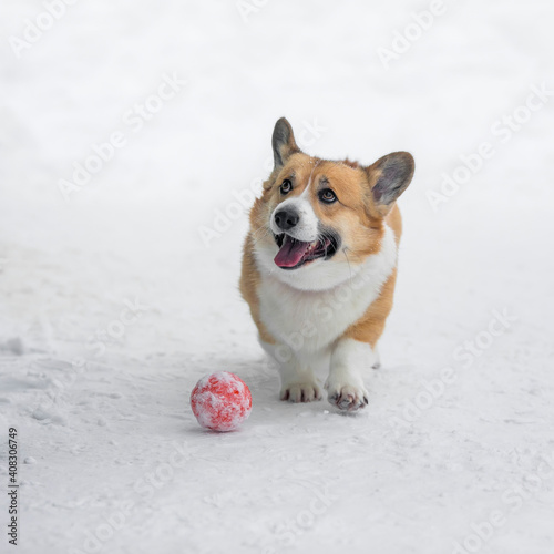 beautiful dog red corgi brought the owner of the ball to play in the snow in the winter park © nataba