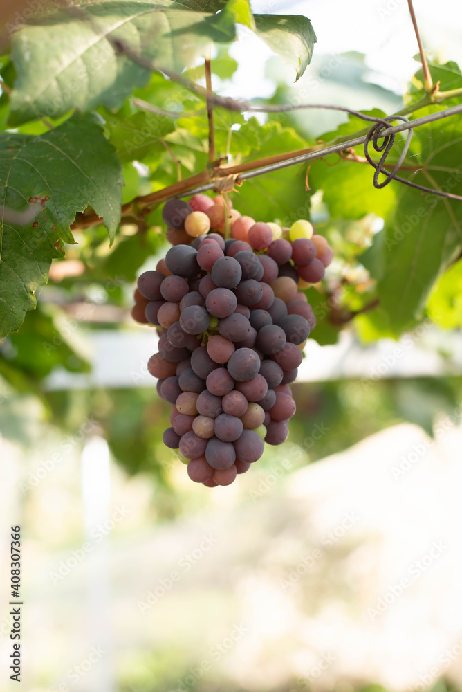 Fototapeta premium grapes ready for harvest. Ripening bunch of grapes on vines growing in vineyard