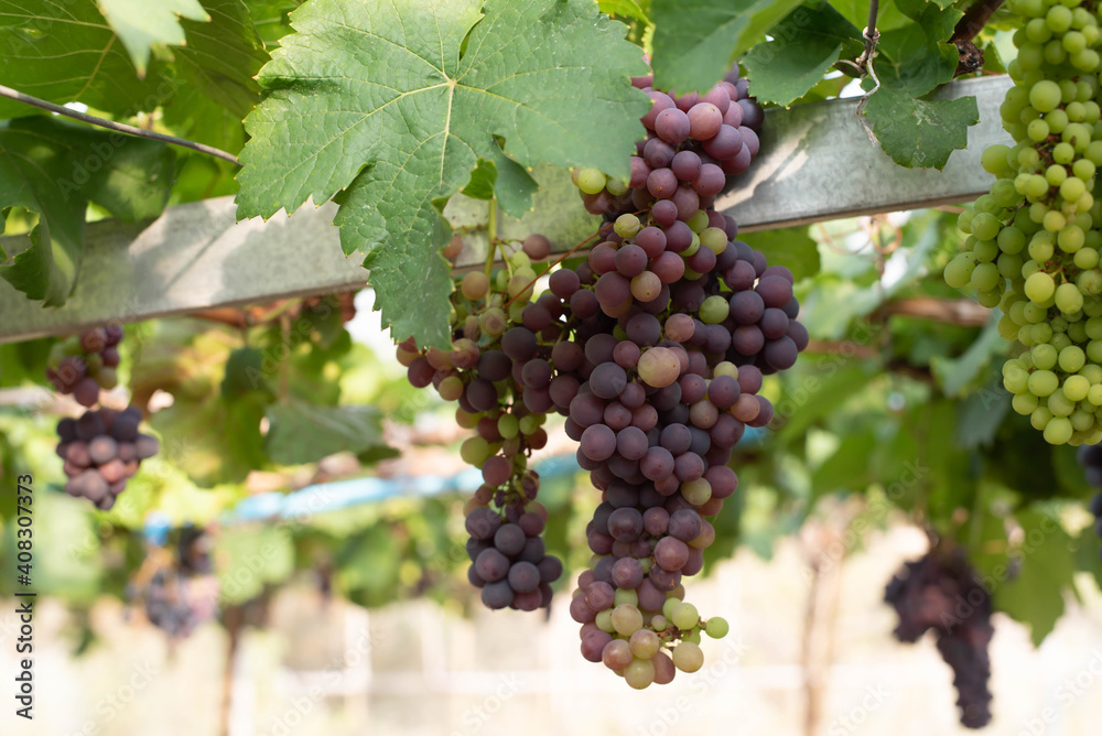 Fototapeta premium grapes ready for harvest. Ripening bunch of grapes on vines growing in vineyard