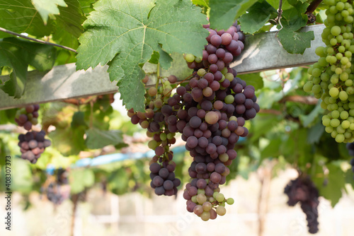 Wallpaper Mural  grapes ready for harvest. Ripening bunch of grapes on vines growing in vineyard Torontodigital.ca
