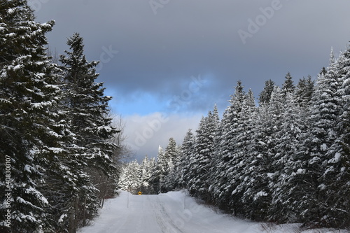  A path lined with spruce trees in winter, Sainte-Apolline, Québec