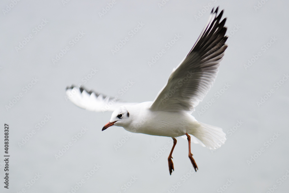 Common Black-headed Gull - Chroicocephalus ridibundus, common beautiful gull from European fresh waters, Switzerland. Common Black-headed Gull - Chroicocephalus ridibundus, common beautiful gull from European fresh waters, Switzerland.