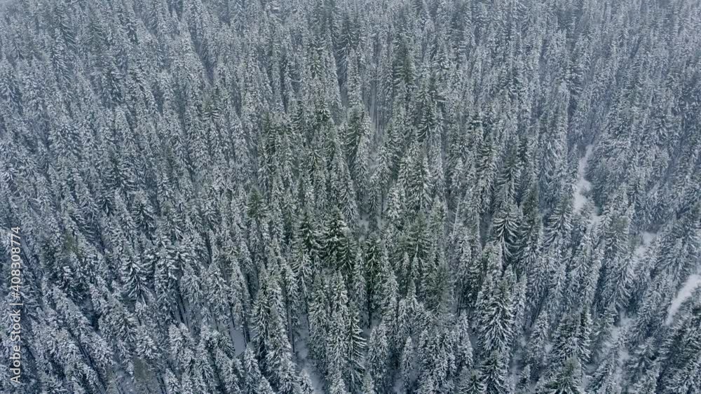 Aerial top view to snowy moutain trees of winter pines in the mountains. Fabulous snow-covered spruce forest. Winter forest. Trees covered with snow. Aerial top view to snowy moutain trees of winter pines in the mountains. Fabulous snow-covered spruce forest. Winter forest. Trees covered with snow.