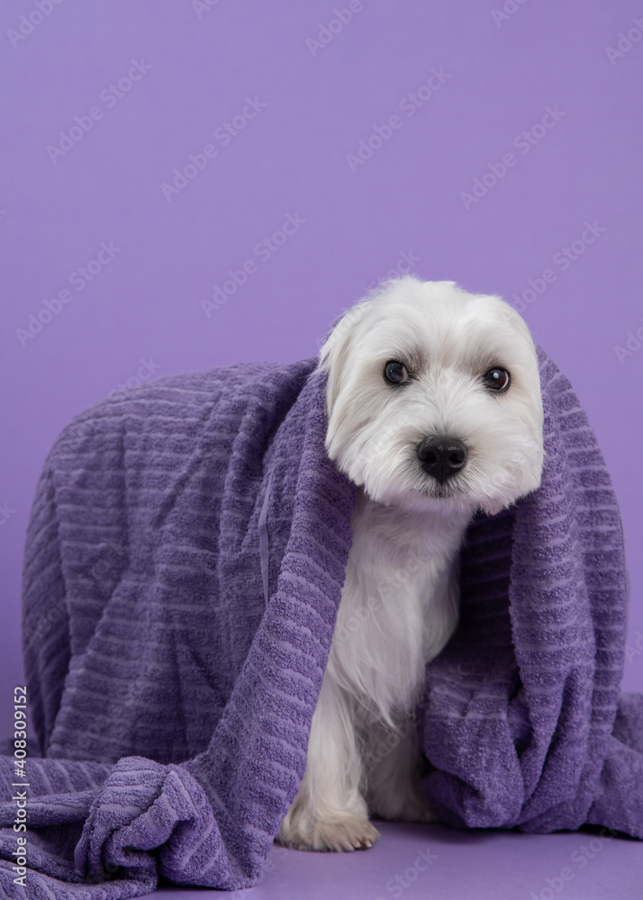 Cute West Highland White Terrier dog on purple background after bath. Dog wrapped in a violet towel. Pet grooming concept. Copy Space. Place for text Cute West Highland White Terrier dog on purple background after bath. Dog wrapped in a violet towel. Pet grooming concept. Copy Space. Place for text